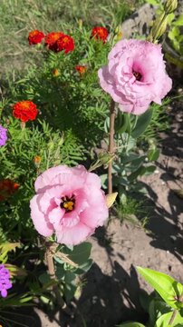 pink roses in a garden, Gentle soft pink eustoma (lisianthus) flower close-up in a sunny garden. Perfect for floral design, summer background, and greeting cards