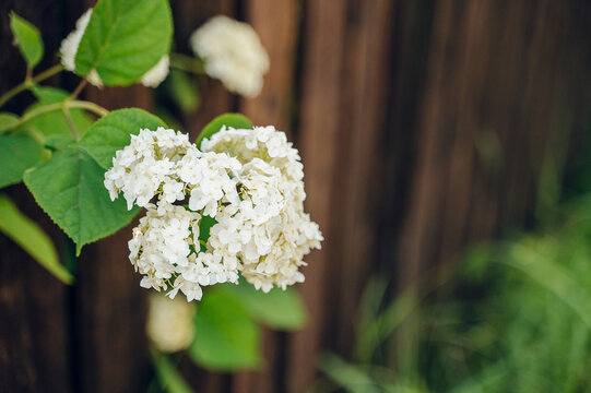 Close-up of delicate white hydrangea arborescens blossoms blooming in a green garden, tender floral backdrop