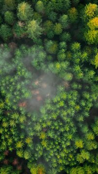 Top-down view shows a green pine forest through the clouds. Canadian nature