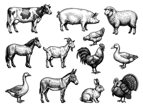 Hand Drawn Farm Animals Engraving Style Vector Illustration Collection