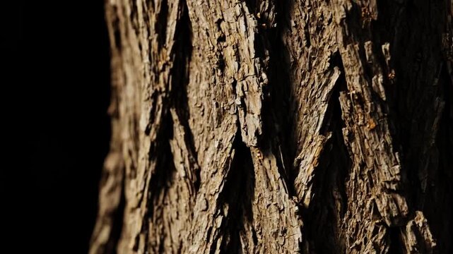  Macro detailed tree bark texture with deep grooves, soft directional light changing angle, dark background