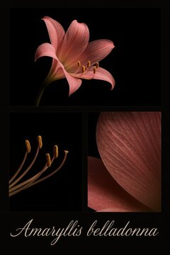 Complete flowering stem paired with staminal arrangement and close-up tepal surface texture