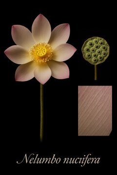 Scientific visual taxonomy of pink Indian lotus featuring fully bloomed corolla seed receptacle and micro texture
