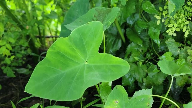 A vibrant green heart shaped taro leaf growing in a lush tropical garden