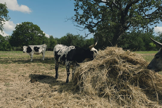 Spotted Corriente cattle eating hay in a Texas farm pasture on a sunny day