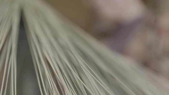 Close-Up of Traditional Bon Odori Hat Material Preparation in Ugo Town
