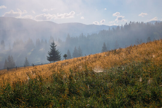 A tranquil morning scene in a mountainous forest, where mist gently covers the landscape, revealing pine trees and a dried grass field. The ground-level perspective offers a serene view ofl.