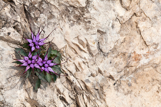 Rare endemic Devil's Claw flower growing on a rugged high mountain wall with rextensive copy space in the Julian Alps Natural Park,  Friuli Venezia Giulia, Italy.