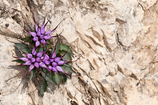 Rare endemic Devil's Claw flower clinging to mountain rock face reflects nature resilience and tourism exploration, featuring a stony background, Julian Alps Natural Park,Friuli Venezia Giulia,Italy.
