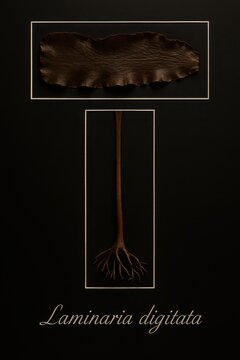 Botanical reference tracing Laminaria digitata from broad divided blade to anchoring holdfast