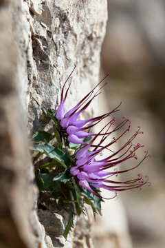 Rare endemic purple Physoplexis comosa flower blooming from a rocky mountain crevice, showcasing nature tourism and resilience in the Julian Alps Natural Park, Friuli Venezia Giulia, Italy.