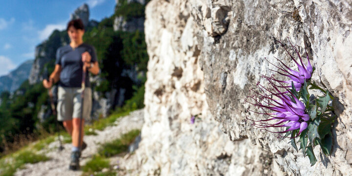 Active hiker exploring a rocky alpine trail beside a Rare endemic purple Physoplexis comosa flower, Julian Alps Natural Park, Alba Valley, Friuli Venezia Giulia, Italy. Explore!