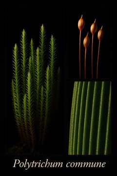 Polytrichum commune documented with leafy shoots, elevated ribbed spore capsules, and magnified leaf texture