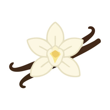 Vanilla flower with black bean pods illustration icon Vector