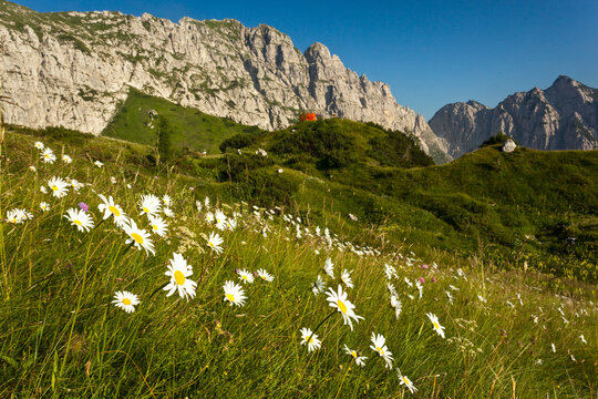 White daisies bloom in a mountain meadow, Julian Alps Natural Park, Alba Valley, Friuli Venezia Giulia, Italy. Offers summer adventure travels.