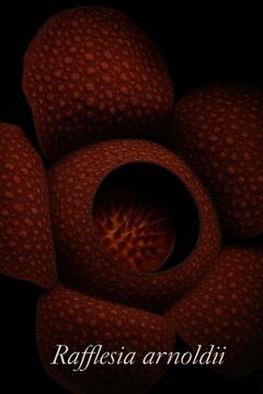 Scientific study of Rafflesia arnoldii highlighting flower structure central column and petal texture against dark background