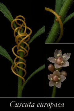 Fine morphological display of Cuscuta europaea twining thread stems and specialized haustoria organs around host plant stem