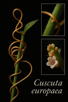 Microscopic botanical study examining parasitic European dodder vines wrapping green host vegetation in dark laboratory studio