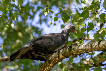 Fototapeta premium Close-up of an adult common wood pigeon (Columba palumbus) perched on a birch branch among green leaves and resting on a sunny summer day.