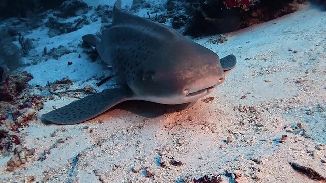 Zebra Shark Resting Before Swimming on Sandy Seabed