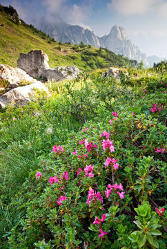 The Alpine rhododendron blooms in mountain meadows under rocky peaks, highlighting a nature tourism destination for exploration, Julian Alps Natural Park, Alba Valley, Friuli Venezia Giulia, Italy. .