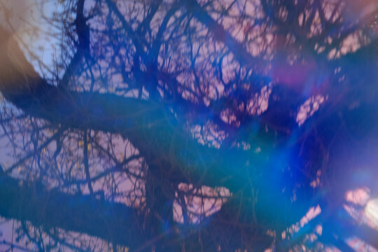 Abstract artistic composition of intertwining branches with vibrant light leaks and surreal color tones