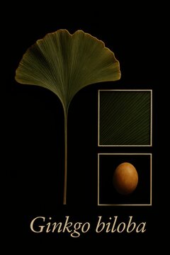 High contrast scientific presentation illustrating relict gymnosperm leaf morphology dichotomous veins and stalked seed