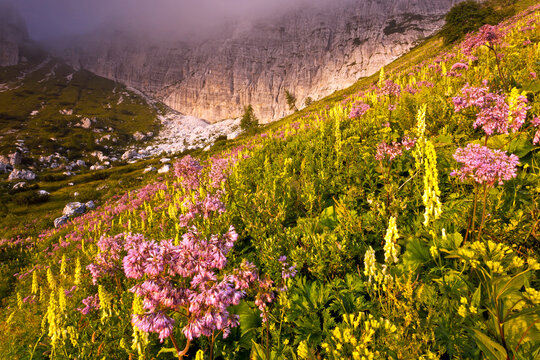 Colorful alpine wildflowers thrive on a sunny mountain slope within this nature tourism destination under the rugged peaks of the Julian Alps Natural Park, Alba Valley, Friuli Venezia Giulia, Italy.