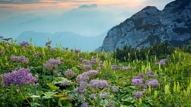 Mountain wildflowers bloom in a high alpine meadow at sunset with rocky peaks, showcasing nature tourism and outdoor exploration, Julian Alps Natural Park, Alba Valley, Friuli Venezia Giulia, Italy.