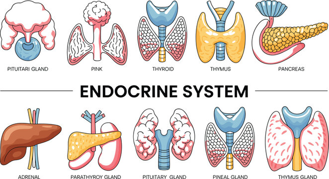 Endocrine System Medical Vector Illustration Showing Major Hormone Producing Glands Including Pituitary Thyroid Pancreas Adrenal and Pineal Educational Anatomy Diagram
