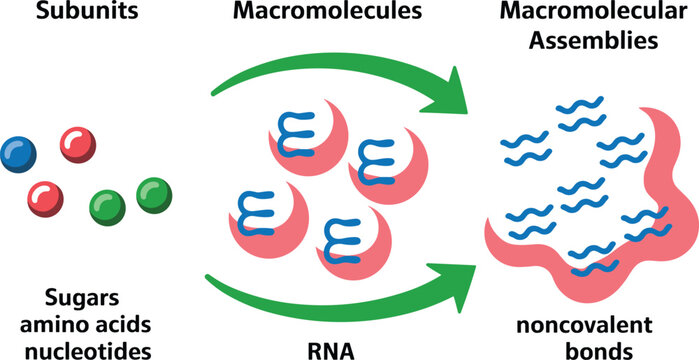 Macromolecular Assemblies Medical Vector Illustration Showing Biological Subunits RNA Macromolecules and Noncovalent Bond Formation Educational Molecular Biology Diagram