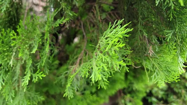 A close up view of vibrant green cedar tree branches in a sunny forest garden