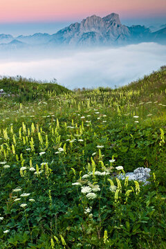Alpine wildflowers bloom in a wild mountain meadow above a vast sea of clouds, offering a serene nature tourism destination in the Julian Alps Natural Park, Alba Valley, Friuli Venezia Giulia, Italy.