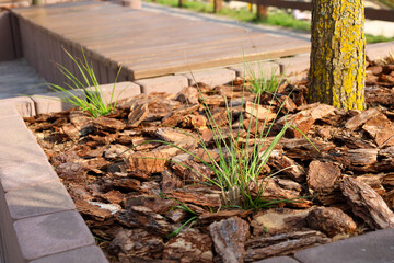 Close-up view of a street flowerbed mulched with pine bark and planted with ornamental grasses. A wooden bench for relaxation in a park area is visible in the background. © Олег Струс