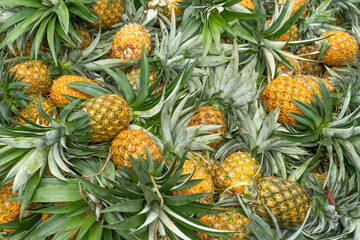 Obraz premium Fresh ripe pineapples stacked together in a pile