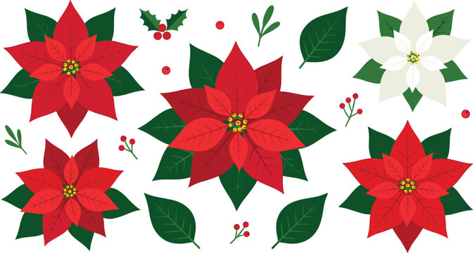 Christmas Poinsettia Flower Collection with Red and White Holiday Blossoms, Green Leaves, Holly Berries and Festive Botanical Elements Vector Illustration