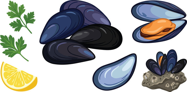 Fresh Mussel Seafood Collection with Open and Closed Mussels, Lemon Slice, Parsley Leaves and Oyster Shell Vector Illustration