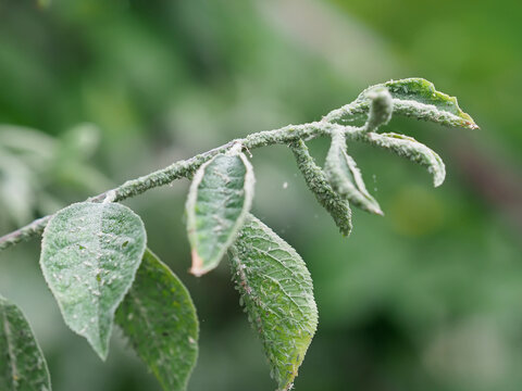 Green aphids infesting a plum tree branch, common insect pest on fruit trees