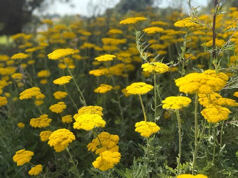 A field of bright yellow fernleaf yarrow flowers blooms vibrantly in full sunlight. The low-angle perspective highlights the flat-topped flower heads against a soft, green background.