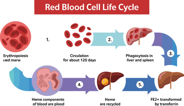 Red Blood Cell Life Cycle Medical Vector Illustration Showing Erythropoiesis Circulation Phagocytosis Heme Recycling and Iron Transport Healthcare Educational Diagram