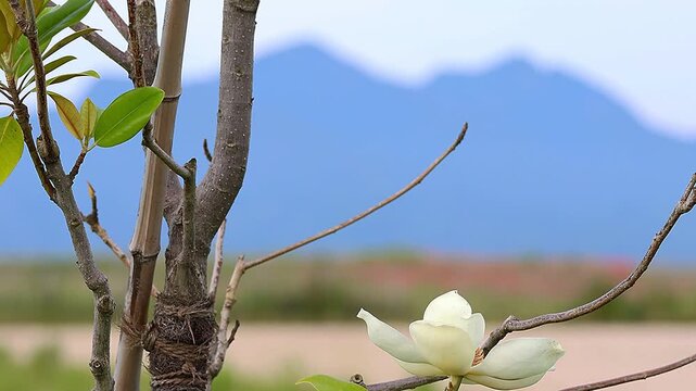 Early morning southern magnolia with World Heritage site Miyajima in the background, 4K