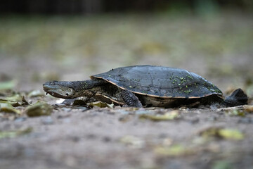 tortuga de laguna © Sergio