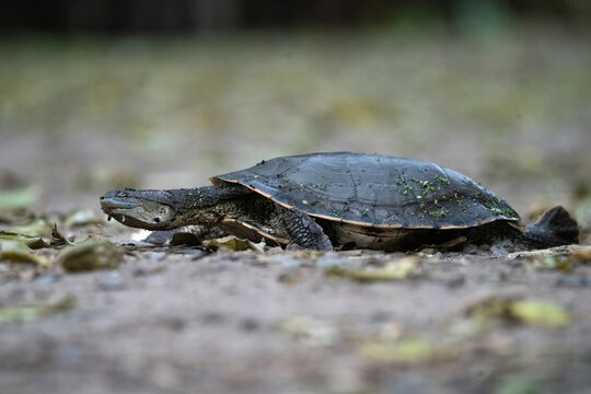 tortuga de laguna
