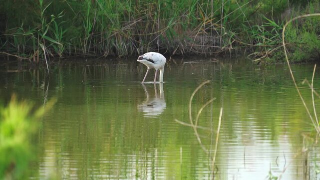 White Spoonbill Feeding Slowly in Quiet Wetland Water