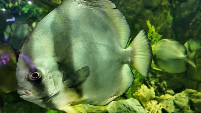 Close-up shot of orbicular batfish swimming gracefully inside a clear aquarium tank with rocky backdrop and aquatic plants.