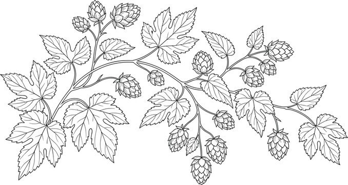 Detailed black and white line art botanical illustration of a hop branch with leaves for craft beer brewing designs