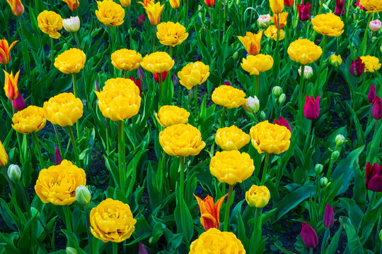 Beautiful peony tulips blooming in sunny field. Yellow double-flowered flowers grow in spring garden. Natural background for your creative designs.