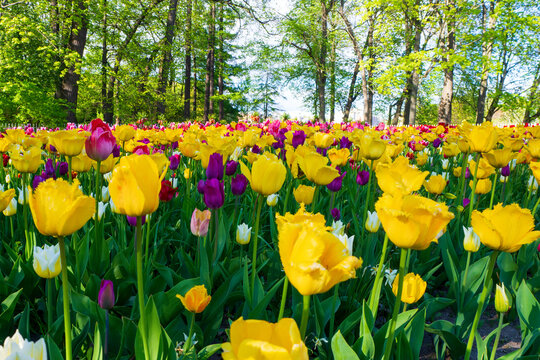 Yellow and purple tulips blooming in sunny spring field. Beautiful vibrant flowers grow on lawn against the background of tall trees. Natural background for your creative designs.