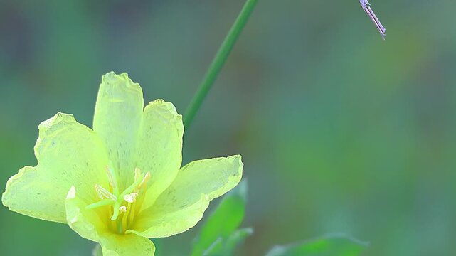 Yellow Cutleaf Evening Primrose Flower with Raindrops in Early Morning, 4K