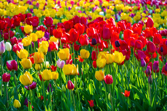 Tulip field in full bloom with various shades of yellow, red and purple flowers, capturing the beauty of springtime. Spring floral background for your creative designs.